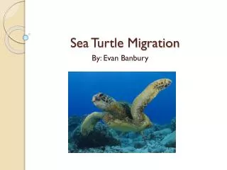 Sea Turtle Migration