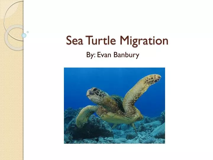 sea turtle migration