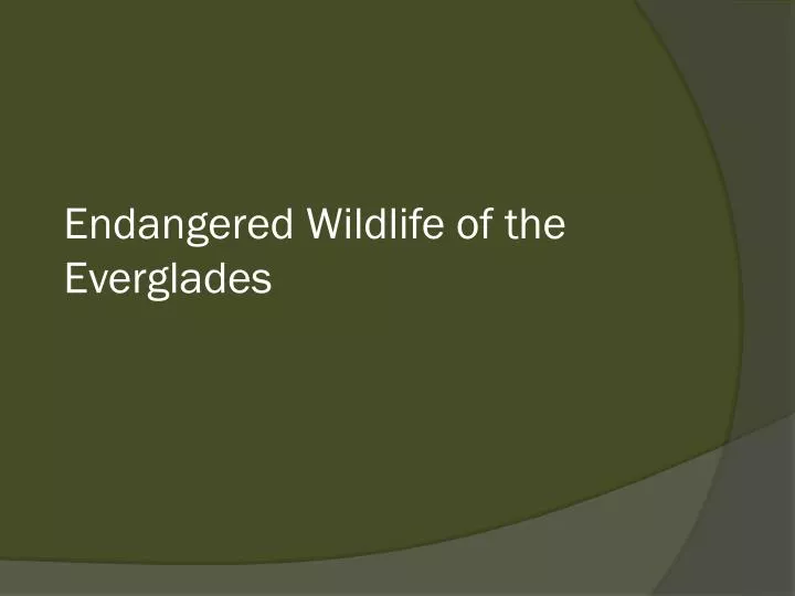 endangered wildlife of the everglades