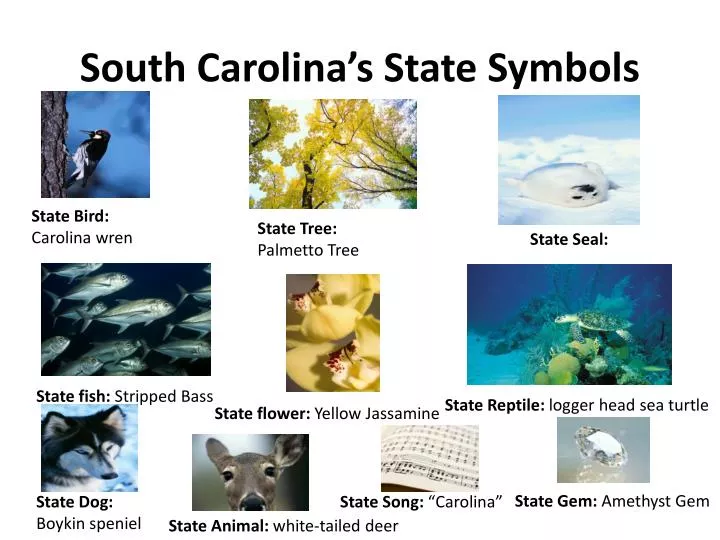 south carolina s state symbols