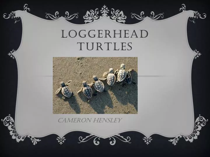 loggerhead turtles