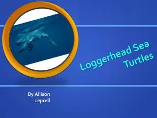 Loggerhead Sea Turtles