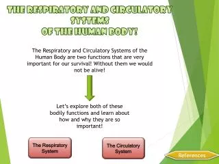 The Respiratory and Circulatory Systems of the Human Body!