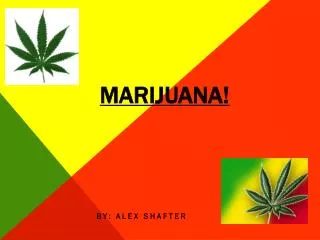 Marijuana!