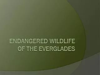 Endangered Wildlife of the Everglades