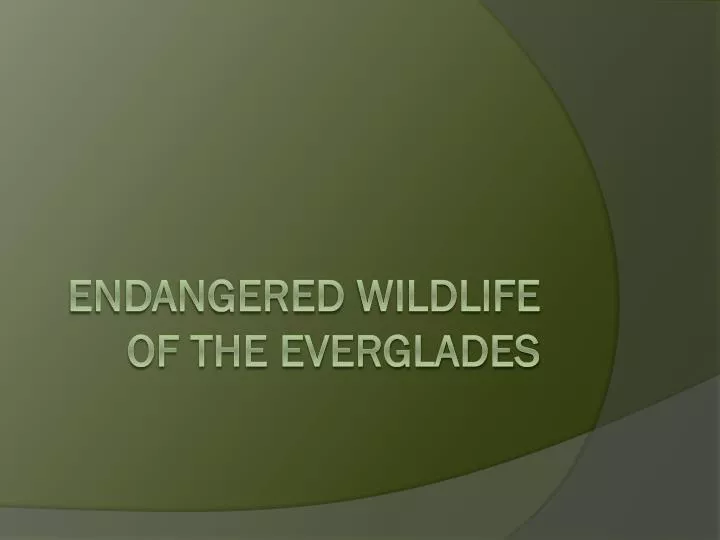 endangered wildlife of the everglades