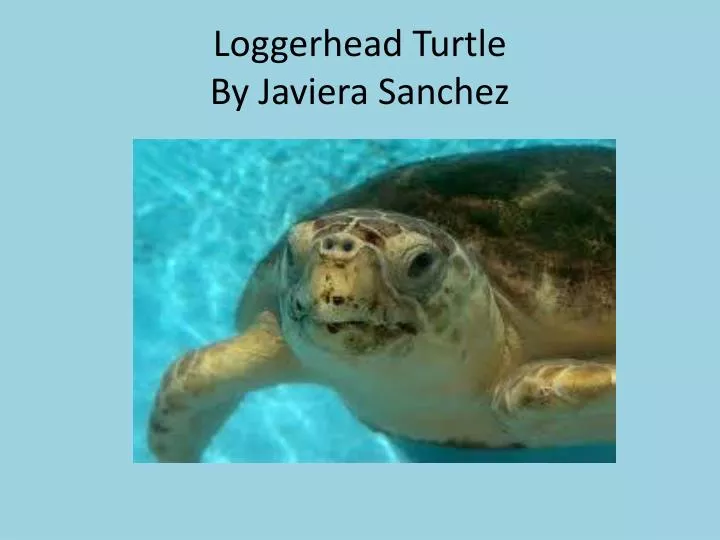 loggerhead turtle by javiera sanchez