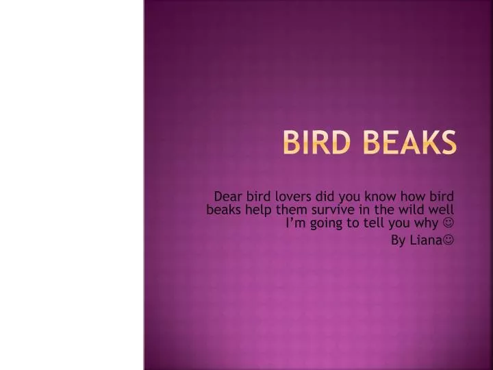 bird beaks
