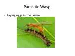 Parasitic Wasp - slide 1