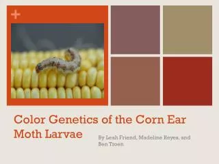 Color Genetics of the Corn Ear Moth Larvae