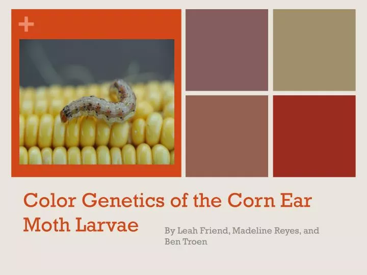 color genetics of the corn ear moth larvae