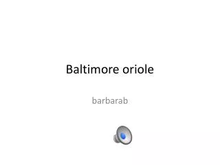 baltimore oriole