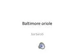 Discovering Baltimore Orioles: A Guide to Their Stunning Beauty and Melodious Songs - slide 1