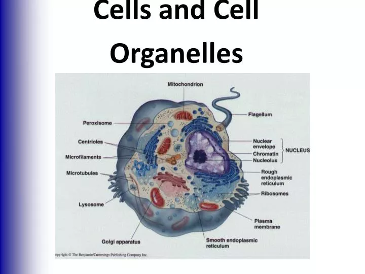 cells and cell organelles