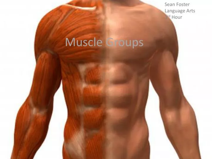 muscle groups
