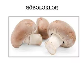 g b l kl r