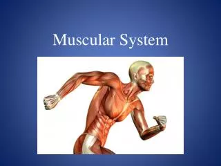 Muscular System