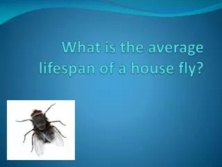 What is the average lifespan of a house fly?