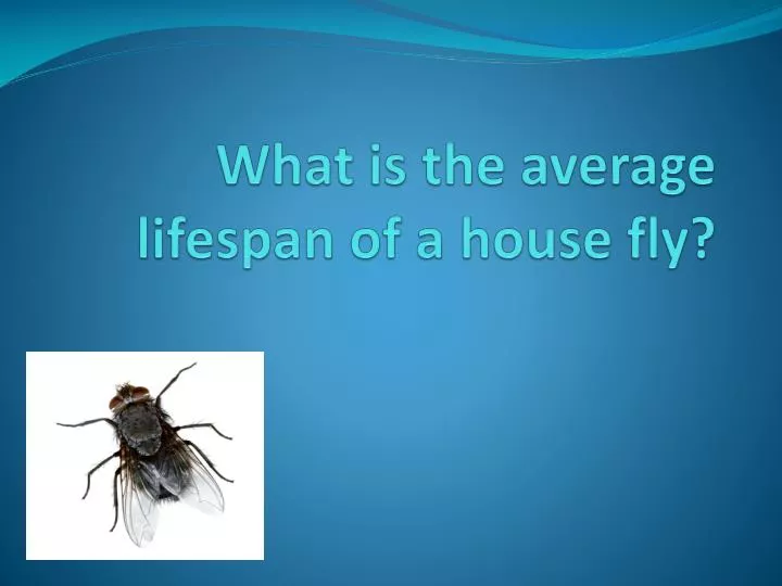 what is the average lifespan of a house fly