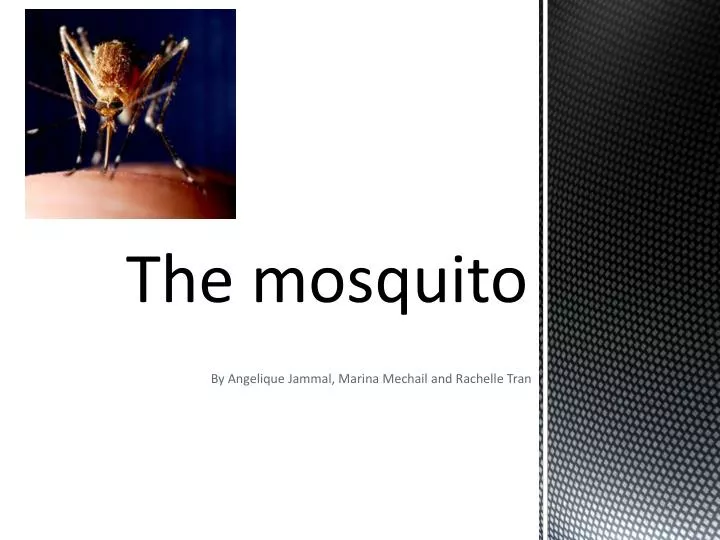 the mosquito