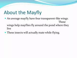 About the Mayfly