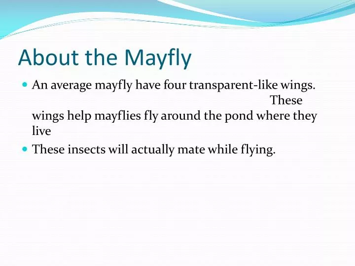 about the mayfly
