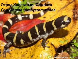Отряд Хвостатые- Caudata Семейство - Ambystomatidae