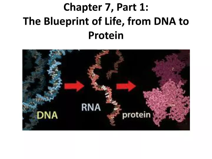 chapter 7 part 1 the blueprint of life from dna to protein