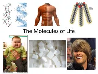 The Molecules of Life