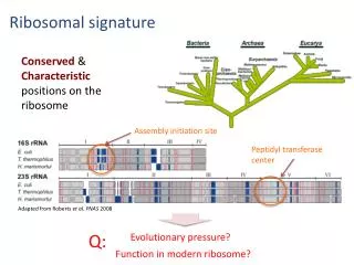 Ribosomal signature