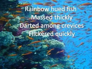 Rainbow hued fish Massed thickly Darted among crevices Flickered quickly