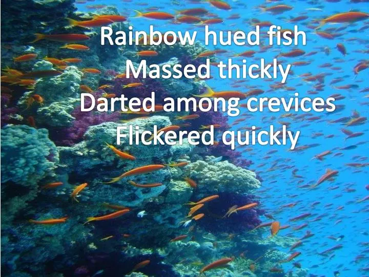 rainbow hued fish massed thickly darted among crevices flickered quickly