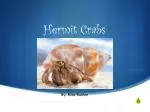 Hermit Crabs - slide 1