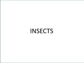 INSECTS