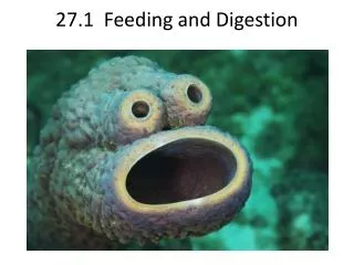 27.1 Feeding and Digestion