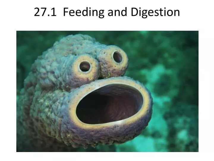 27 1 feeding and digestion