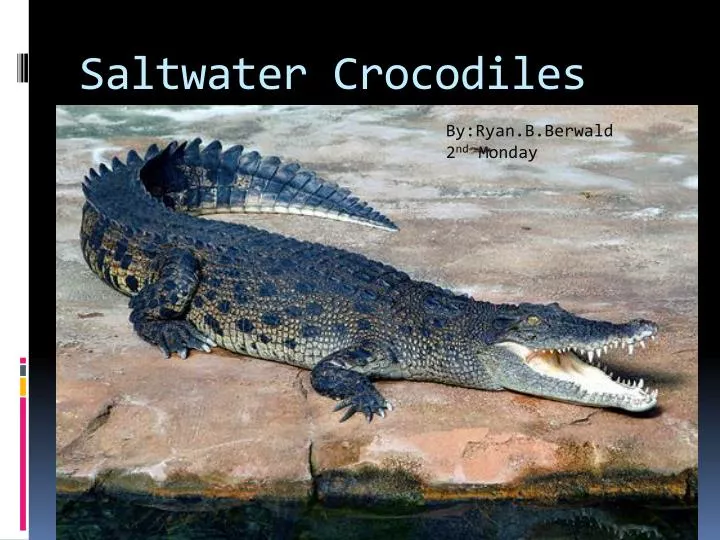 saltwater crocodiles