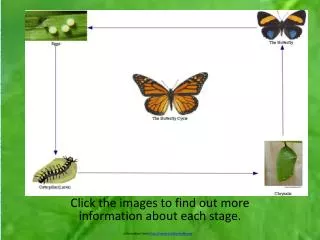 Click the images to find out more information about each stage.