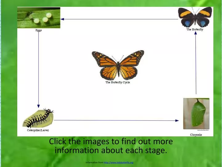 click the images to find out more information about each stage