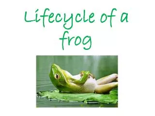 Lifecycle of a frog