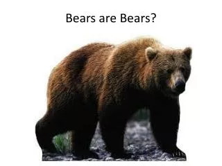 Bears are Bears?