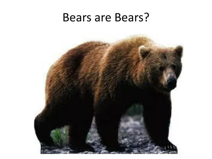 bears are bears