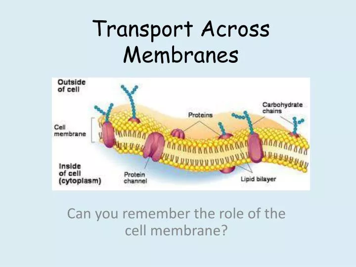 transport across membranes