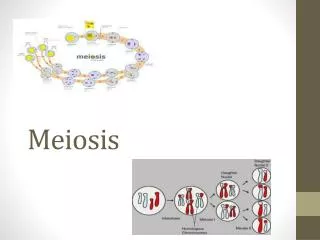 Meiosis