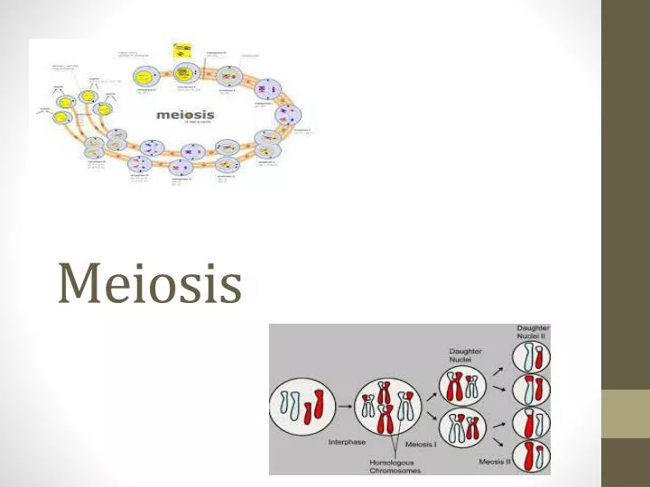 meiosis