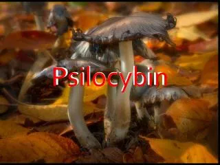 Psilocybin