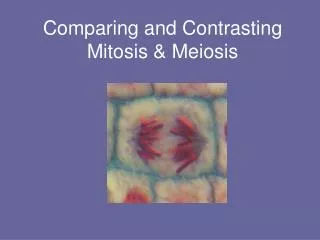 Comparing and Contrasting Mitosis &amp; Meiosis