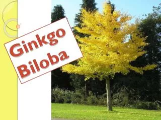ginkgo biloba