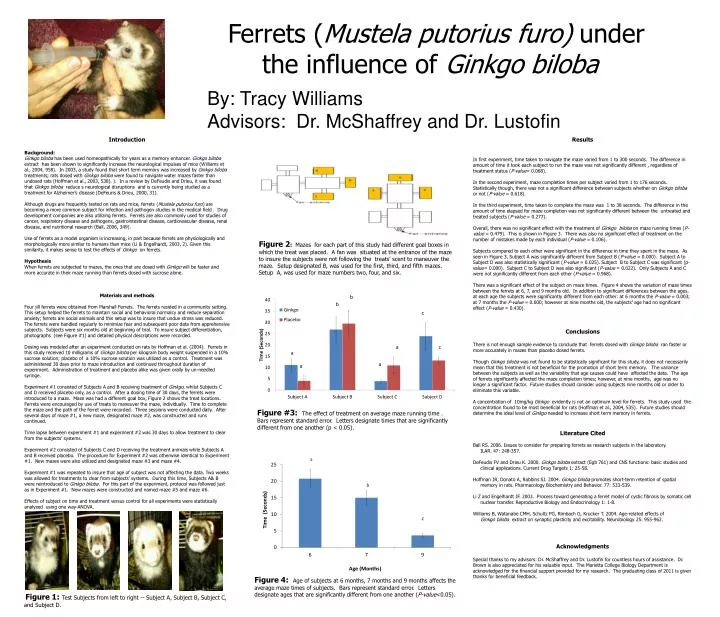 ferrets mustela putorius furo under the influence of ginkgo biloba