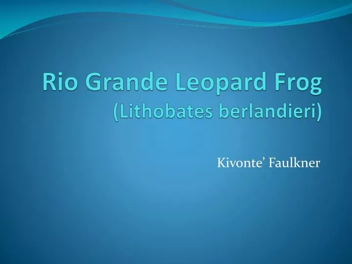 rio grande leopard frog lithobates berlandieri